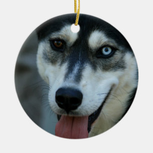 Schöner blaues Augen-sibirischer Husky Keramikornament