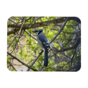 Schöner Blauhäher-Magnet Magnet
