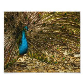 Schöner Blue Peacock mit offenen Schwanz Feathers Fotodruck