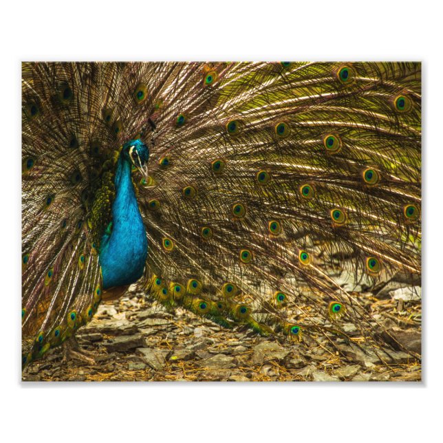 Schöner Blue Peacock mit offenen Schwanz Feathers Fotodruck (Vorne)