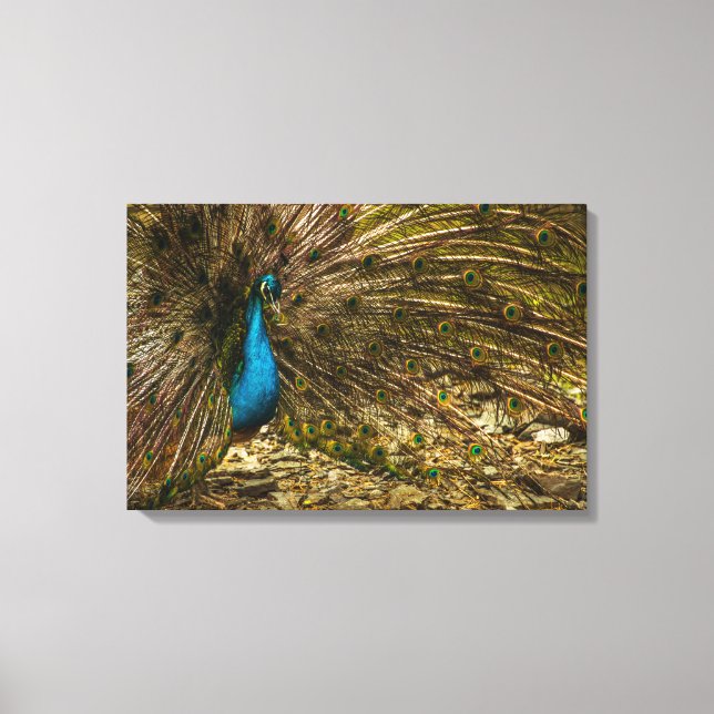 Schöner Blue Peacock mit offenen Schwanz Feathers Leinwanddruck (Vorderseite)