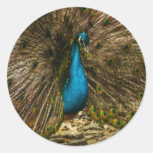 Schöner Blue Peacock mit offenen Schwanz Feathers Runder Aufkleber (Vorderseite)