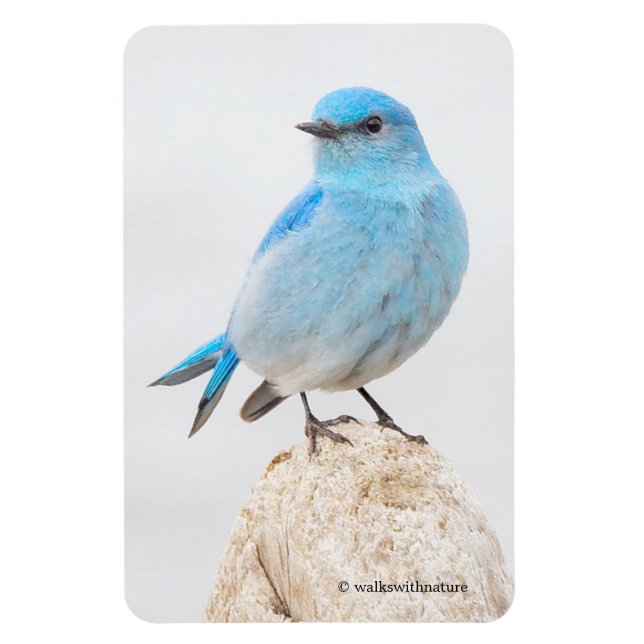 Schöner Bluebird auf einem Hügel Magnet (Vertikal)