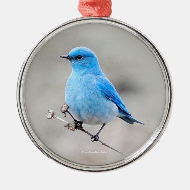 Schöner Bluebird Songbird am Strand Ornament Aus Metall (Vorne)