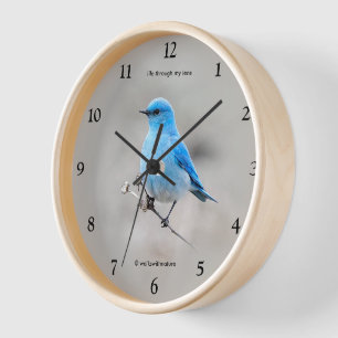Schöner Bluebird Songbird auf Tansy Wanduhr