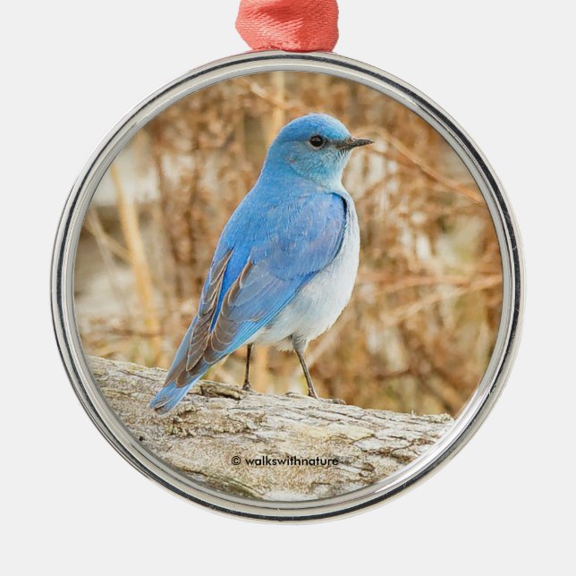 Schöner Bluebird-Songbird im Log Ornament Aus Metall (Vorne)