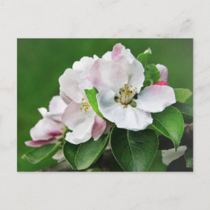 Schöner blühender Apfelbaum Frühlingspostkarte Postkarte