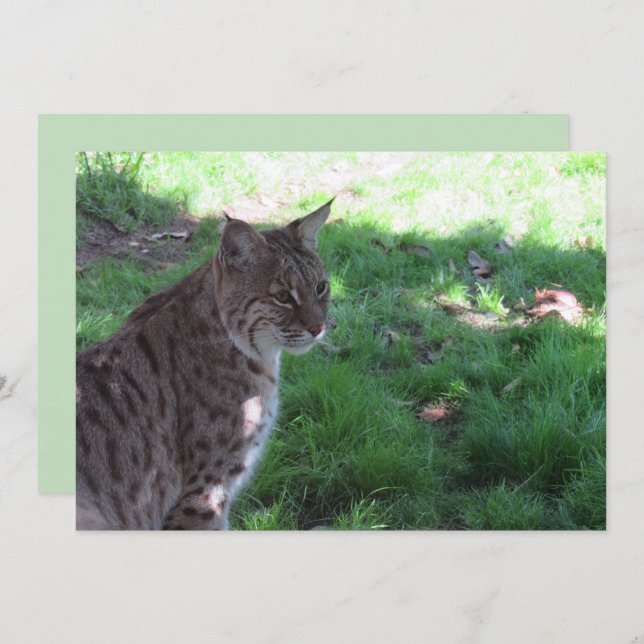 Schöner Bobcat - Flachkarte (Vorne/Hinten)