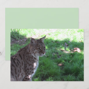 Schöner Bobcat - Flachkarte