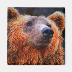 Schöner brauner Bär Portrait Wildlife Foto Magnet