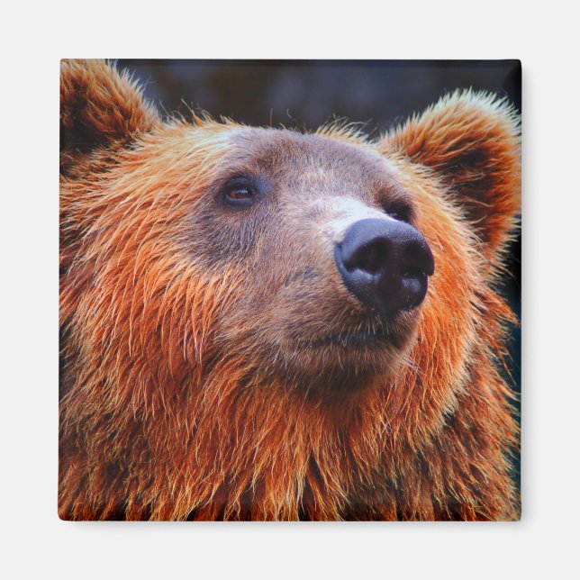 Schöner brauner Bär Portrait Wildlife Foto Magnet (Vorne)