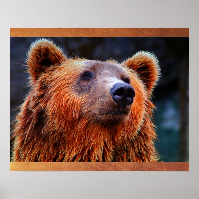 Schöner brauner Bär Portrait Wildlife Foto Poster (Vorne)