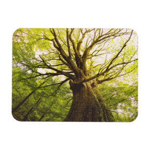 Schöner Buchen-Baum Magnet