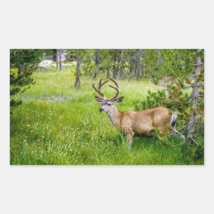 Schöner Buck im Wiese Sticker