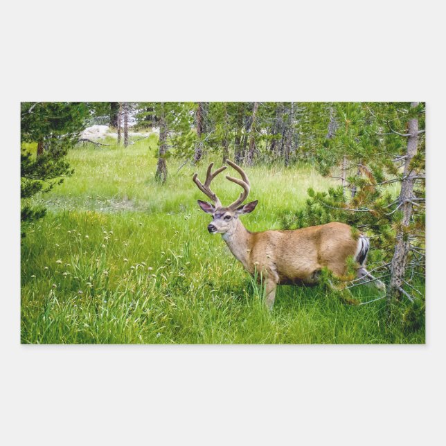 Schöner Buck im Wiese Sticker (Vorderseite)