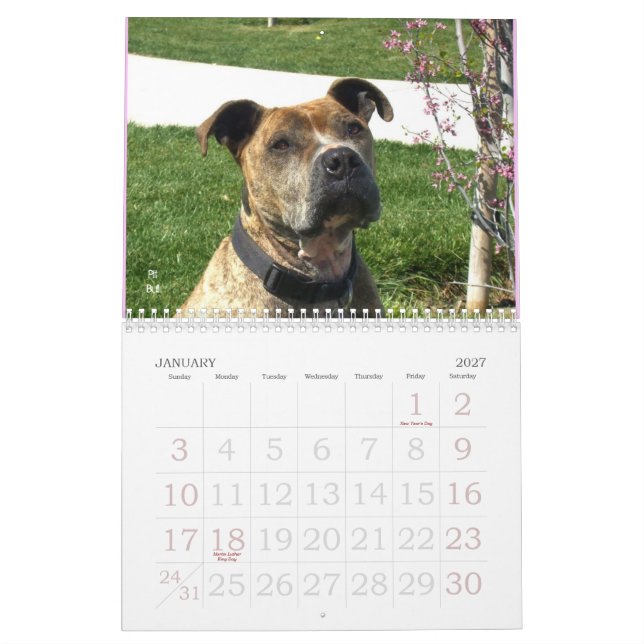 Schöner Bullys 2011 Hundekalender Kalender (Jan 2027)
