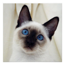 Schöner Chic Sweet Pet Siamese Kitten Cat Poster
