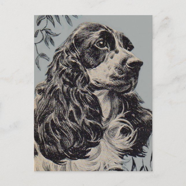schöner Cocker Spaniel Postkarte (Vorderseite)