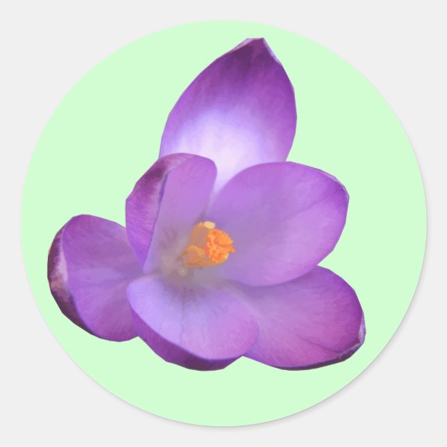 Schöner Crocus Sticker (Vorderseite)