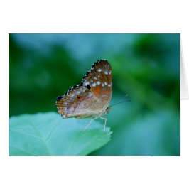 Schöner Danaus Plexippus Butterfly auf dem Leaf.