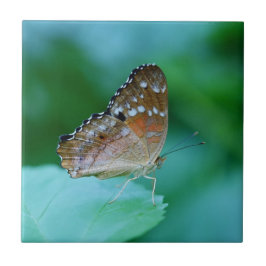 Schöner Danaus Plexippus Butterfly auf dem Leaf. Fliese