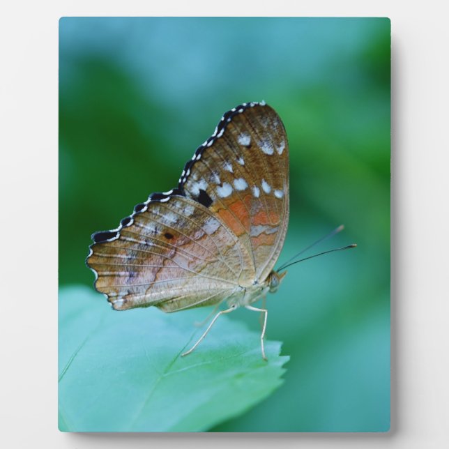 Schöner Danaus Plexippus Butterfly auf dem Leaf. Fotoplatte (Vorderseite)