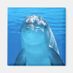 Schöner Delfin Magnet