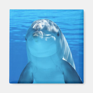 Schöner Delphin Magnet