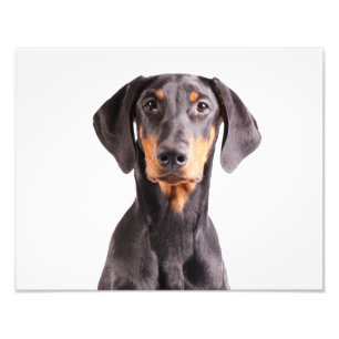 Schöner Dobermann Pinscher Fotodruck