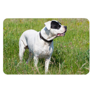 Schöner Dogo Argentino Magnet