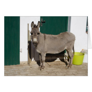 Schöner Donkey