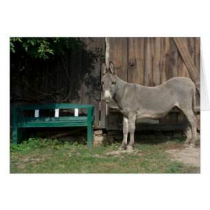 Schöner Donkey neben der hölzernen grünen Bank