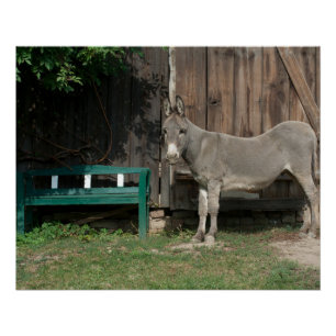 Schöner Donkey neben der hölzernen grünen Bank Poster