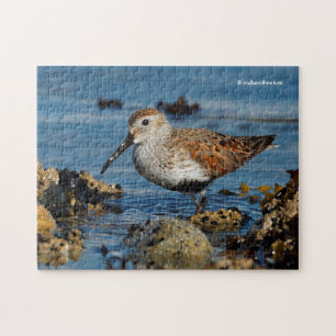 Schöner Dunlin Sandpiper Goes Solo am Strand Puzzle