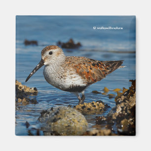 Schöner Dunlin Shorebird am Strand Magnet