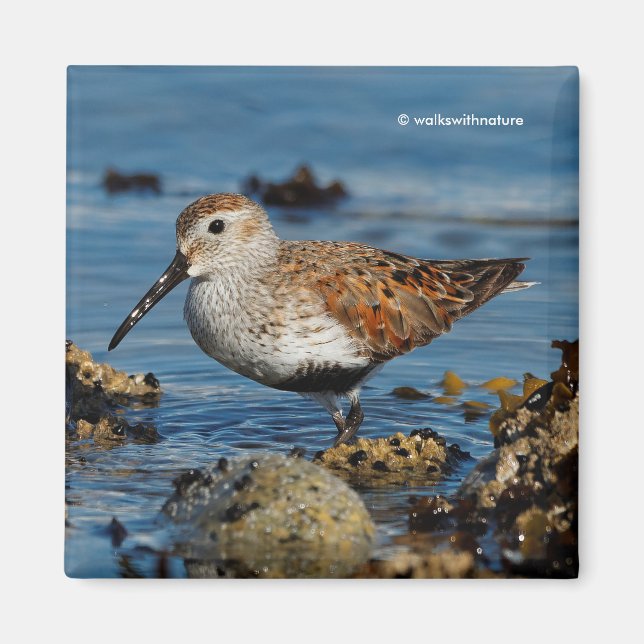 Schöner Dunlin Shorebird am Strand Magnet (Vorne)