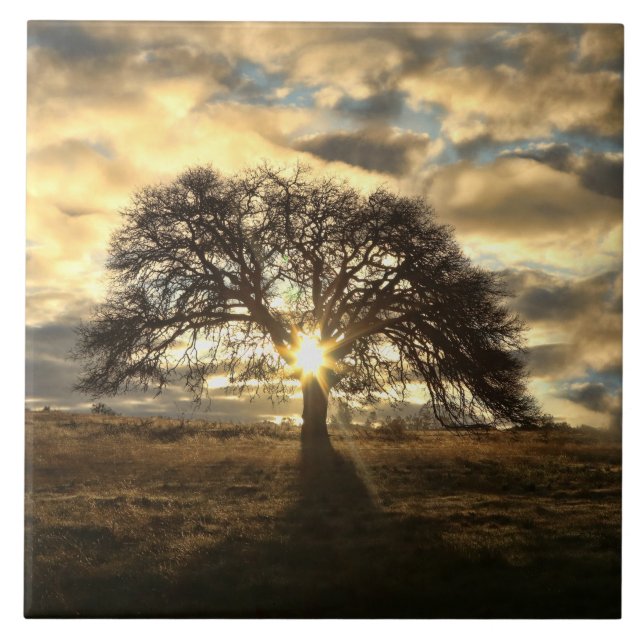 Schöner Eichenbaum nach Sturm Fliese (Vorderseite)