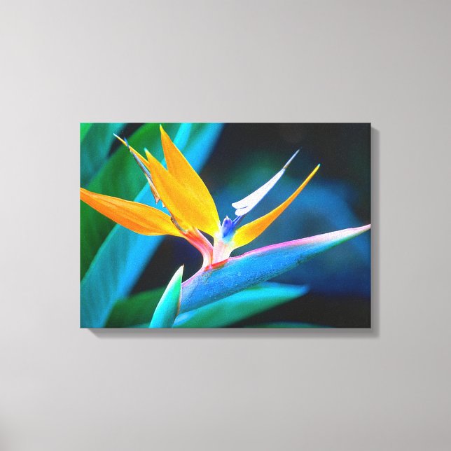 Schöner einzigartiger Bird of Paradise Leinwand (Vorderseite)