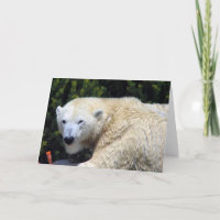 Schöner, einzigartiger Polar Bär nach Maß