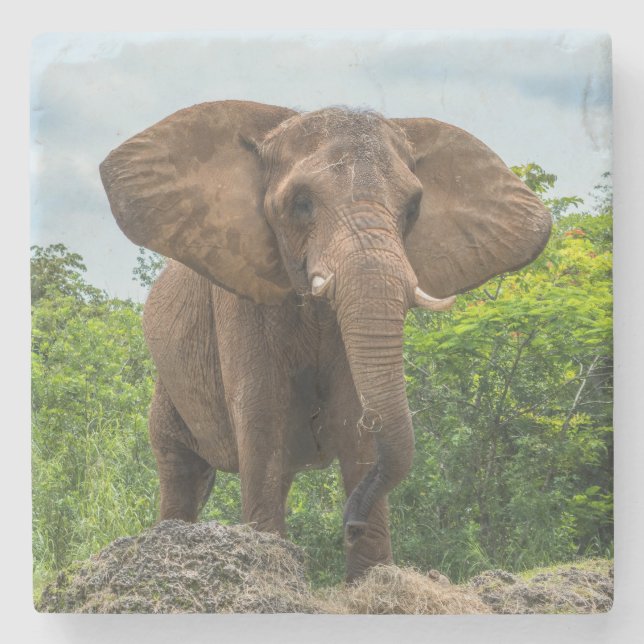 Schöner Elefant im Gras spielen Steinuntersetzer (Vorderseite)