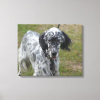 Schöner englischer Setter Dog