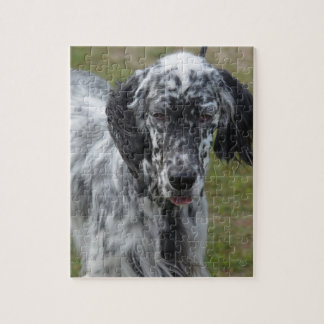 Schöner englischer Setzer-Hund Puzzle