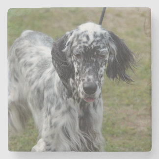 Schöner englischer Setzer-Hund Steinuntersetzer