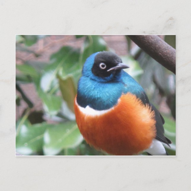 Schöner exotischer Vogel Postkarte (Vorderseite)