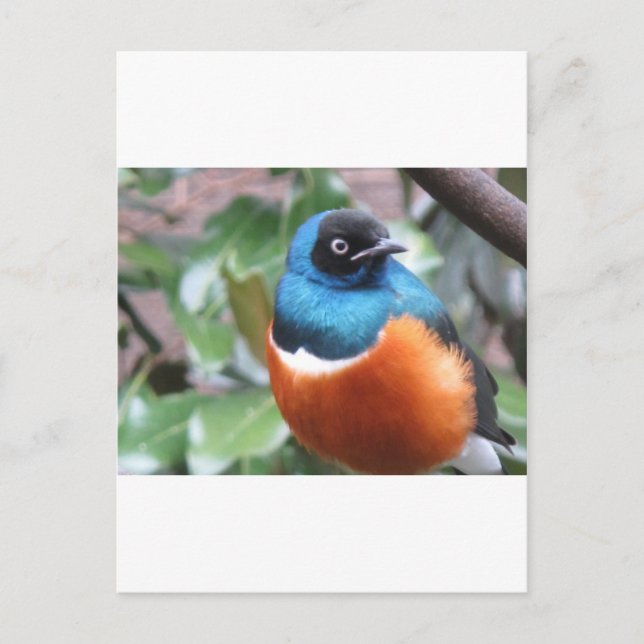 Schöner exotischer Vogel Postkarte (Vorderseite)
