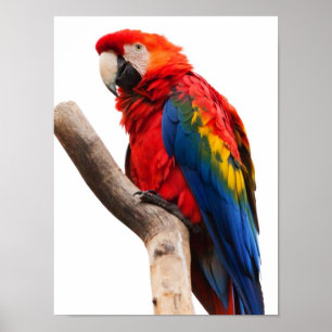 Schöner, farbenfroher Scarlet Macaw Parrot Bird Poster