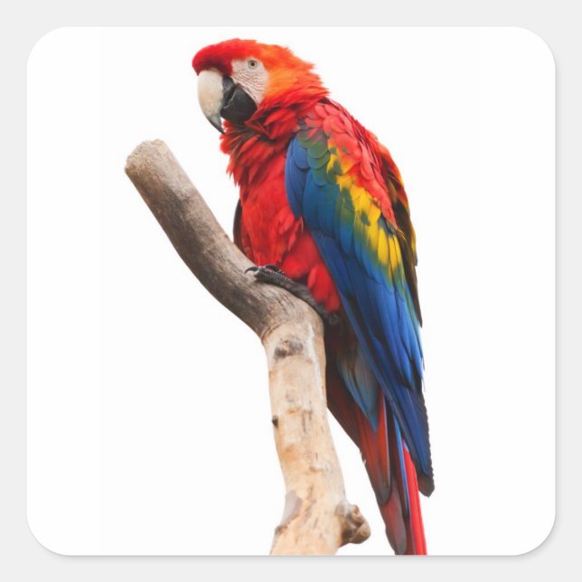 Schöner, farbenfroher Scarlet Macaw Parrot Bird Quadratischer Aufkleber (Vorderseite)