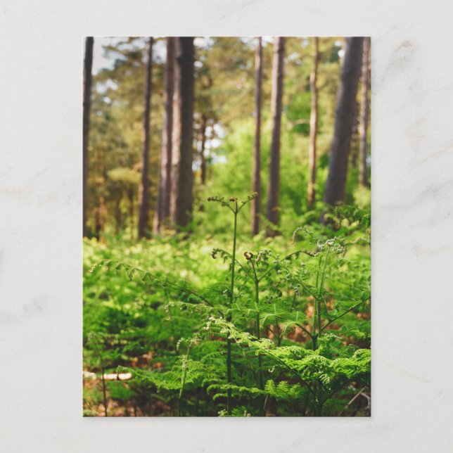 Schöner Farnwald Postkarte (Vorderseite)