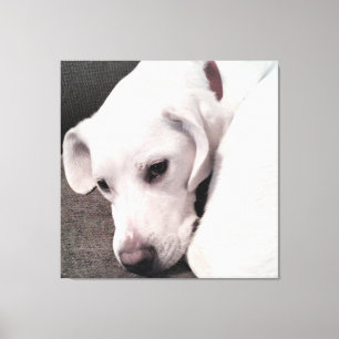 Schöner fauler weißer Hund elegant Leinwanddruck