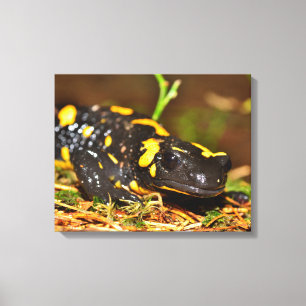Schöner Feuersalamander Leinwanddruck
